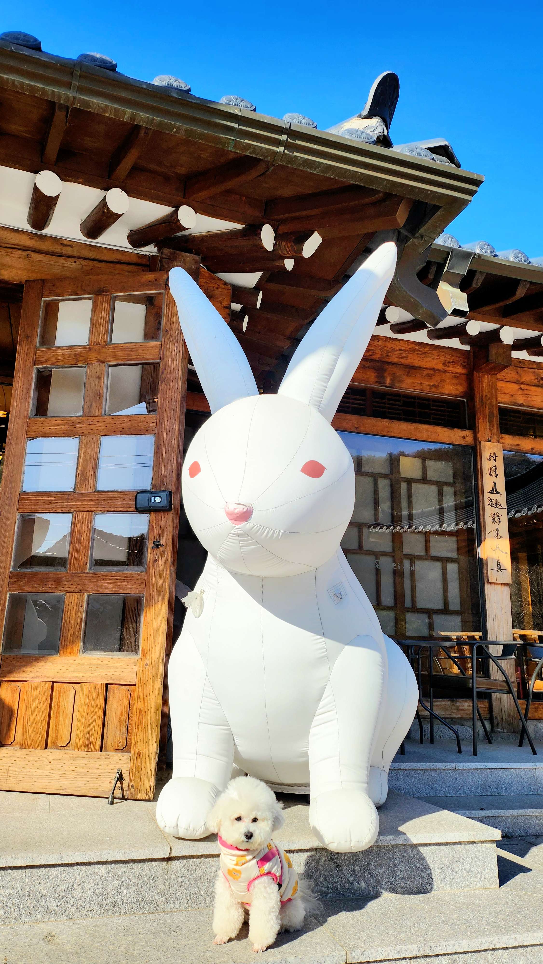 에어 왕토끼~😄🐰🐰 - 포동 | 커뮤니티
