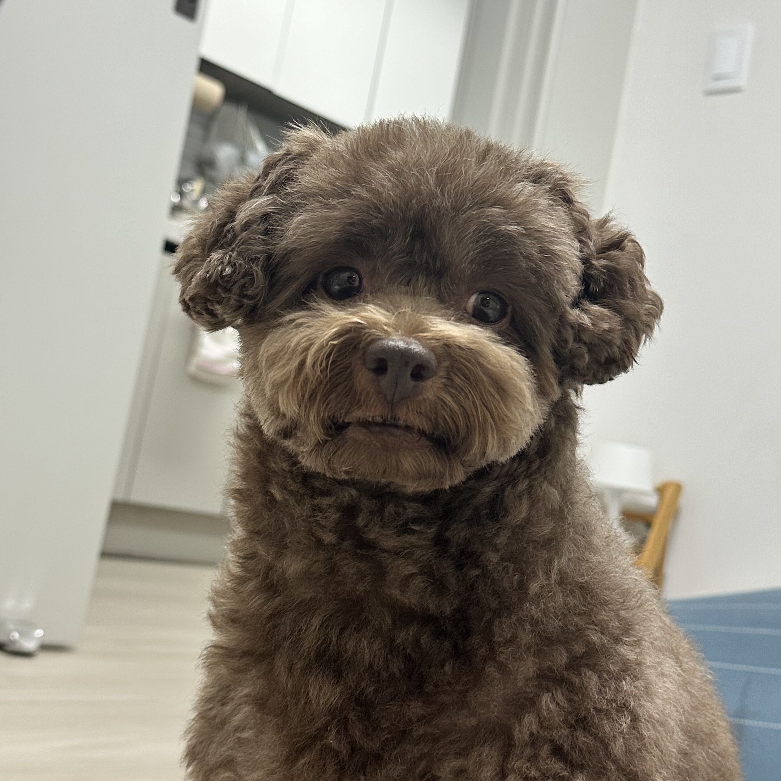 우리집 막내 또리 구경하면 완전 럭키비키자나🍀 - 포동 | 커뮤니티