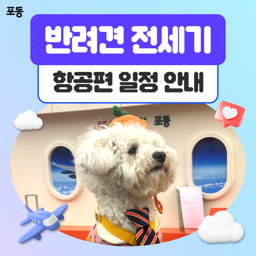 6월 포동 두 번째 ✈반려견 전세기 일정 안내 - 포동 | 커뮤니티